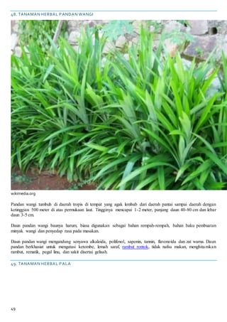 49
48. TANAMAN HERBAL PANDAN WANGI
wikimedia.org
Pandan wangi tumbuh di daerah tropis di tempat yang agak lembab dari daerah pantai sampai daerah dengan
ketinggian 500 meter di atas permukaan laut. Tingginya mencapai 1-2 meter, panjang daun 40-80 cm dan lebar
daun 3-5 cm.
Daun pandan wangi baunya harum, biasa digunakan sebagai bahan rempah-rempah, bahan baku pembuatan
minyak wangi dan penyedap rasa pada masakan.
Daun pandan wangi mengandung senyawa alkaloida, polifenol, saponin, tannin, flavonoida dan zat warna. Daun
pandan berkhasiat untuk mengatasi ketombe, lemah saraf, rambut rontok, tidak nafsu makan, menghitamkan
rambut, rematik, pegal linu, dan sakit disertai gelisah.
49. TANAMAN HERBAL PALA
 