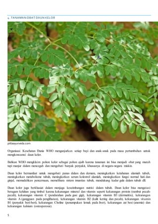 5
4. TANAMAN OBAT DAUN KELOR
pittaayurveda.com
Organisasi Kesehatan Dunia WHO menganjurkan setiap bayi dan anak-anak pada masa pertumbuhan untuk
mengkonsumsi daun kelor.
Bahkan WHO mengklaim pohon kelor sebagai pohon ajaib karena tanaman ini bisa menjadi obat yang murah
tapi manjur dalam mencegah dan mengobati banyak penyakit, khususnya di negara-negara miskin.
Daun kelor bermanfaat untuk mengobati panas dalam dan demam, meningkatkan ketahanan alamiah tubuh,
meningkatkan metabolisme tubuh, meningkatkan serum kolestrol alamiah, meningkatkan fungsi normal hati dan
ginjal, memudahkan pencernaan, memelihara sistem imunitas tubuh, mendukung kadar gula dalam tubuh dll.
Daun kelor juga berkhasiat dalam menjaga keseimbangan nutrisi dalam tubuh. Daun kelor bisa mengatasi
beragam keluhan yang timbul karena kekurangan mineral dan vitamin seperti kekurangan protein (rambut pecah-
pecah), kekurangan vitamin C (pendarahan pada gusi gigi), kekurangan vitamin B3 (dermatitis), kekurangan
vitamin A (gangguan pada penglihatan), kekurangan vitamin B2 (kulit kering dan pecah), kekurangan vitamin
B1 (penyakit beri-beri), kekurangan Choline (penumpukan lemak pada liver), kekurangan zat besi (anemia) dan
kekurangan kalsium (osteoporosis).
 