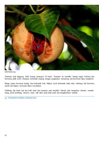 50
wikimedia.org
Tanaman pala tingginya lebih kurang mencapai 10 meter. Tanaman ini memiliki batang tegak, berkayu dan
berwarna putih kotor. Daunnya berbentuk lonjong dengan pangkalnya meruncing dan berwarna hijau mengkilat.
Bunga jantan berwarna kuning dan berbentuk bola. Bijinya kecil berbentuk bulat telur, selubung biji berwarna
merah dan bijinya berwarna hitam kecoklatan.
Selubung biji buah, biji dan kulit buah dari tanaman pala memiliki khasiat untu mengobati disentri, rematik,
maag, perut kembung, mencret, mual, sulit tidur pada anak-anak dan menghentikan muntah.
50. TANAMAN HERBAL MENGKUDU
 