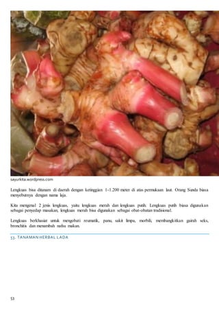 53
sayurkita.wordpress.com
Lengkuas bisa ditanam di daerah dengan ketinggian 1-1.200 meter di atas permukaan laut. Orang Sunda biasa
menyebutnya dengan nama laja.
Kita mengenal 2 jenis lengkuas, yaitu lengkuas merah dan lengkuas putih. Lengkuas putih biasa digunakan
sebagai penyedap masakan, lengkuas merah bisa digunakan sebagai obat-obatan tradisional.
Lengkuas berkhasiat untuk mengobati reumatik, panu, sakit limpa, morbili, membangkitkan gairah seks,
bronchitis dan menambah nafsu makan.
53. TANAMAN HERBAL LADA
 