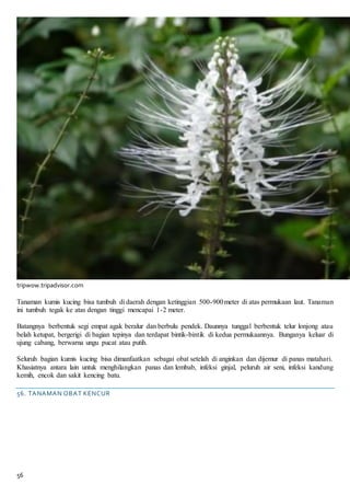 56
tripwow.tripadvisor.com
Tanaman kumis kucing bisa tumbuh di daerah dengan ketinggian 500-900meter di atas permukaan laut. Tanaman
ini tumbuh tegak ke atas dengan tinggi mencapai 1-2 meter.
Batangnya berbentuk segi empat agak beralur dan berbulu pendek. Daunnya tunggal berbentuk telur lonjong atau
belah ketupat, bergerigi di bagian tepinya dan terdapat bintik-bintik di kedua permukaannya. Bunganya keluar di
ujung cabang, berwarna ungu pucat atau putih.
Seluruh bagian kumis kucing bisa dimanfaatkan sebagai obat setelah di anginkan dan dijemur di panas matahari.
Khasiatnya antara lain untuk menghilangkan panas dan lembab, infeksi ginjal, peluruh air seni, infeksi kandung
kemih, encok dan sakit kencing batu.
56. TANAMAN OBAT KENCUR
 