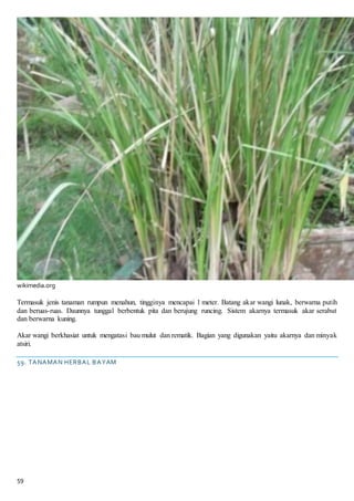 59
wikimedia.org
Termasuk jenis tanaman rumpun menahun, tingginya mencapai 1 meter. Batang akar wangi lunak, berwarna putih
dan beruas-ruas. Daunnya tunggal berbentuk pita dan berujung runcing. Sistem akarnya termasuk akar serabut
dan berwarna kuning.
Akar wangi berkhasiat untuk mengatasi bau mulut dan rematik. Bagian yang digunakan yaitu akarnya dan minyak
atsiri.
59. TANAMAN HERBAL BAYAM
 