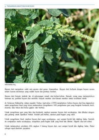 6
5. TANAMAN OBAT BAYAM DURI
wikimedia.org
Bayam duri merupakan salah satu spesies dari genus Amaranthus. Bayam duri berbeda dengan bayam secara
umum karena teksturnya yang sedikit kasar dan pastinya berduri.
Bayam duri banyak tumbuh liar di pekarangan rumah dan kebun-kebun. Banyak orang yang menyepelekan
tanaman ini, padahal bayam duri memiliki banyak manfaat dan khasiat manfaat untuk kesehatan tubuh.
dr. Setiawan Dalimartha dalam majalah Trubus Agriwidya (1999) menjelaskan bahwa bayam duri bisa digunakan
untuk pengobatan bisul yang keras, melancarkan pengeluaran ASI, pengobatan gusi yang bengkak berdarah, kutil,
ekzema, luka bakar dan bekas gigitan ular berbisa.
Untuk pengobatan gusi yang luka dan berdarah, siapkan tanaman bayam duri secukupnya, lalu dibakar dengan
alas genteng untuk dijadikan bubuk. Setelah jadi bubuk, oleskan pada bagian yang sakit.
Untuk pengobatan bisul, siapkan bayam duri segar secukupnya, cuci sampai bersih lalu digiling halus. Setelah
itu campurkan madu secukupnya, tempelkan pada bagian kulit yang bisul lalu dibalut. Diganti dua kali sehari.
Untuk melancarkan produksi ASI, siapkan 1 batang bayam duri, cuci sampai bersih lalu digiling halus. Pakai
sebagai tapal disekitar payudara.
 