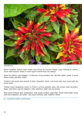60
wikimedia.org
Bayam merupakan tanaman herba setahun yang berasal dari kawasan Amerika tropis. Sekarang ini tanaman
bayam sudah menyebar hampir ke semua negara di daerah tropis dan subtropis.
Bayam bisa ditanam pada ketinggian 5-2.000 meter di atas permukaan laut, tapi lebih tumbuh optimal di daerah
dataran rendah pada lahan terbuka.
Terdapat 3 jenis bayam yang termasuk ke dalam Amaranthus tricolor, yaitu bayam hijau biasa, bayam putih dan
bayam merah.
Tanaman bayam mengandung vitamin (A, B dan C), zat besi, amarantin, purin, rutin, protein, lemak dan kalium.
Bagian daun bayam yang bisa digunakan untuk pengobatan adalah daun dan akarnya.
Daun bayam berkhasiat untuk membersihkan darah setelah persalinan, gagal ginjal, tekanan darah rendah, kurang
darah dan memperkuat akar rambut. Akar bayam berkhasiat untuk mengobati disentri.
60. TANAMAN HERBAL BROTOWALI
 