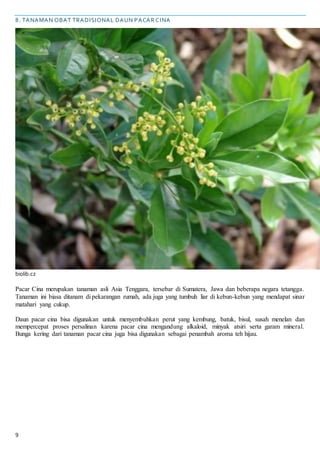 9
8. TANAMAN OBAT TRADISIONAL DAUN PACAR CINA
biolib.cz
Pacar Cina merupakan tanaman asli Asia Tenggara, tersebar di Sumatera, Jawa dan beberapa negara tetangga.
Tanaman ini biasa ditanam di pekarangan rumah, ada juga yang tumbuh liar di kebun-kebun yang mendapat sinar
matahari yang cukup.
Daun pacar cina bisa digunakan untuk menyembuhkan perut yang kembung, batuk, bisul, susah menelan dan
mempercepat proses persalinan karena pacar cina mengandung alkaloid, minyak atsiri serta garam mineral.
Bunga kering dari tanaman pacar cina juga bisa digunakan sebagai penambah aroma teh hijau.
 