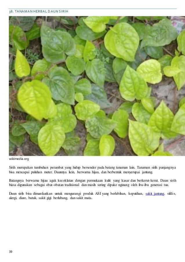 Khasiat tanaman herbal