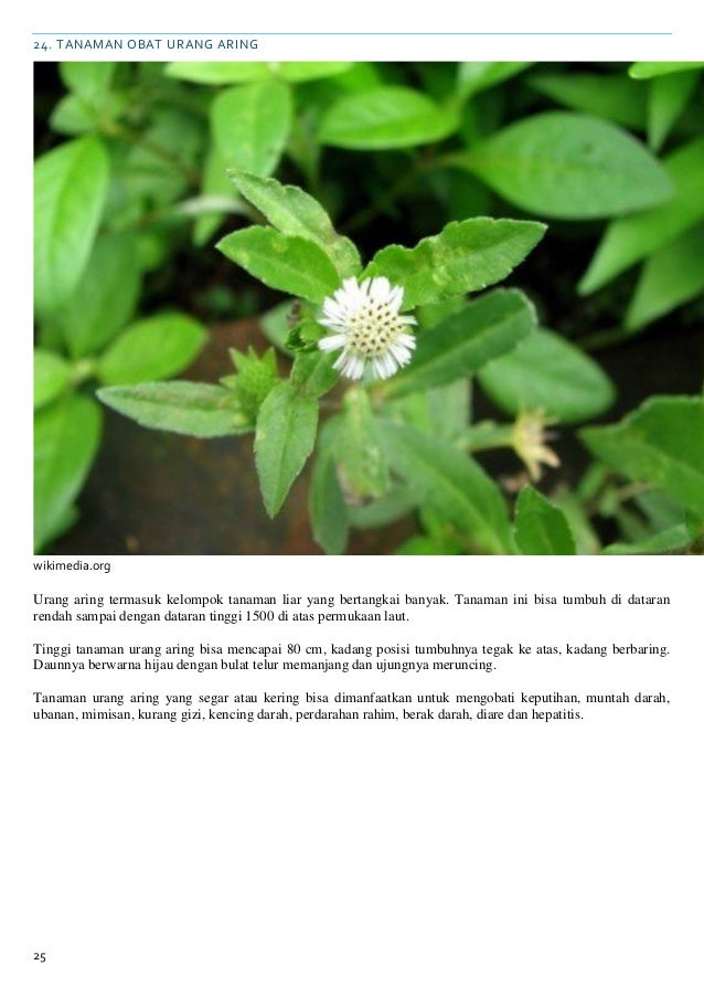 Khasiat tanaman herbal Khasiat tanaman herbal