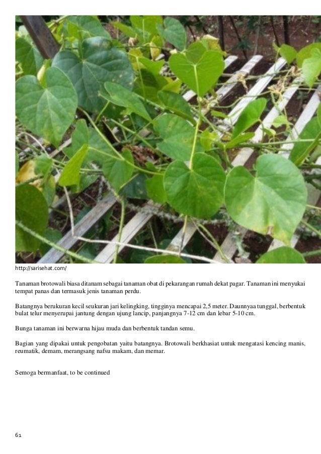 Khasiat Tanaman Herbal