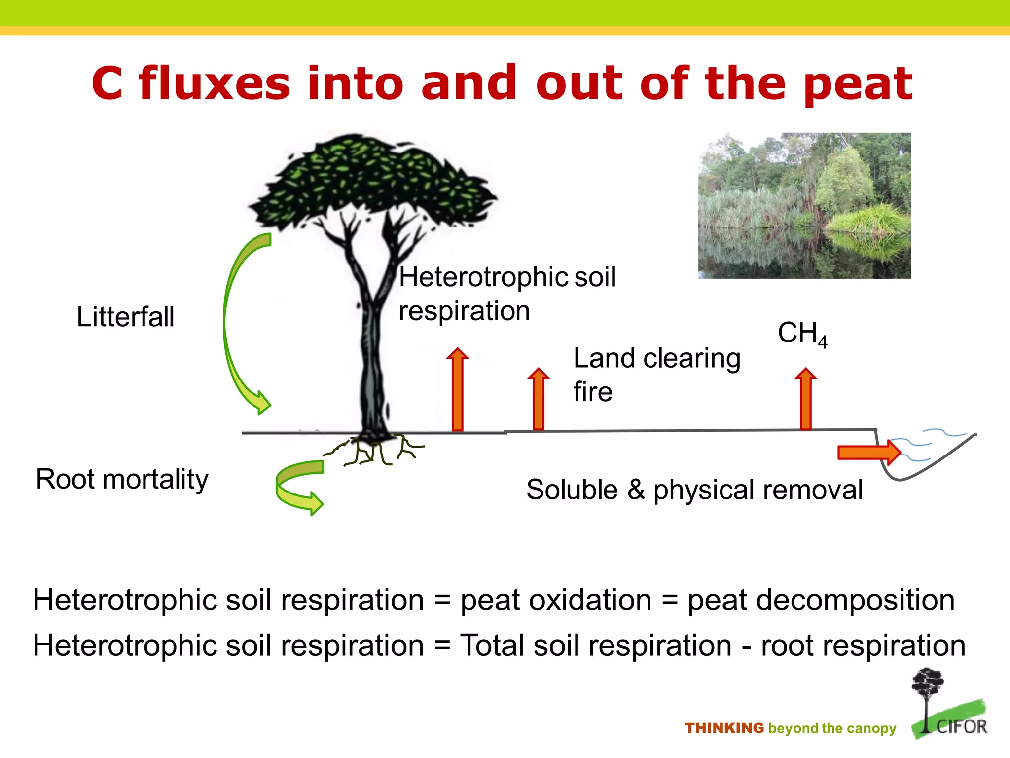 C fluxes into and out of the peat



                             Heterotrophic soil
   Litterfall                respiration
                                                              CH4
                                           Land clearing
                                           fire


Root mortality                         Soluble & physical removal


Heterotrophic soil respiration = peat oxidation = peat decomposition
Heterotrophic soil respiration = Total soil respiration - root respiration

                                                   THINKING beyond the canopy
 