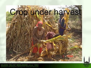 Crop under h
C      d harvest
               t
 