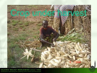 Crop under h
C      d harvest
               t
 