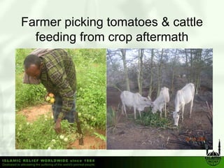 Farmer picking tomatoes & cattle
  feeding from crop aftermath
 