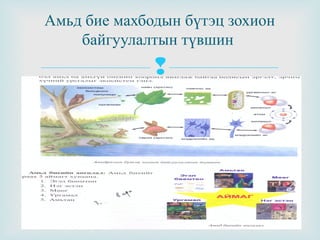 Амьд бие махбодын бүтэц зохион
байгуулалтын түвшин



 