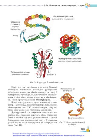 § 24. Білки як високомолекулярні сполуки
123
Отже, під час нагрівання структура білкової
молекули змінюється внаслідок руйнування
зв’язків, що зумовлюють їхні вторинну, третинну й
четвертинну структури. Білки втрачають свої влас-
тивості, відповідно до цього змінюються їхні функ-
ції. Такий процес називають денатурацією.
Білки денатурують за дуже невисоких темпе-
ратур. Наприклад, якщо температура тіла людини
підвищується до 42  °С, людина вмирає, тому що
білки втрачають свою біологічну активність.
Денатурацію білків добре спостерігати під час
варіння або смаження курячого яйця, осадження
білка з молока під дією розчинів солей і кислот
(наприклад, для виготовлення сиру). У  кожному
разі білок не може повернутися до попереднього
стану (рис. 52).
Рис. 51. Структура білкової молекули
α-спіраль
β-шар
Вторинна
структура
регулярні
підструктури
Первинна структура
амінокислотна послідовність
Третинна структура
тривимірна структура
Четвертинна структура
комплекс кількох поліпептидів
білок Р13
Молекула білка до
денатурації
Денатурований білок
Рис. 52. Денатурація білкової
молекули
Право для безоплатного розміщення підручника в мережі Інтернет має
Міністерство освіти і науки України http://mon.gov.ua/ та Інститут модернізації змісту освіти https://imzo.gov.ua
 