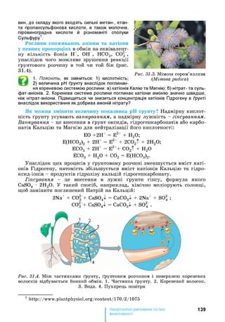 вин, до складу якого входять сильні метан-, етан-
та пропансульфонова кислоти, а також молочна,
піровиноградна кислоти й різноманіті сполуки
Сульфуру1.
Рослини споживають аніони та катіони
у певних пропорціях в обмін на еквівалент­
ну кількість йонів Н+, ОН , НС03, COf”,
унаслідок чого можливе зрушення реакції
ґрунтового розчину в той чи той бік (рис.
31.4).
1. Поясніть, як зміниться: 1) кислотність;
2) величина pH ґрунту внаслідок поглинан­
ня кореневою системою рослини: а) катіонів Калію та Магнію; б) нітрат- та суль-
фат-аніонів. 2. Коренева система рослини поглинає катіони амонію значно швидше,
ніж нітрат-аніони. Підвищиться чи знизиться концентрація катіонів Гідрогену в ґрунті
внаслідок використання як добрива амоній нітрату?
Як можна змінити величину показника pH ґрунту? Надмірну кислот­
ність ґрунту усувають вапнуванням, а надмірну лужність - гіпсуванням.
Вапнування - це внесення в ґрунт оксидів, гідрогенкарбонатів або карбо­
натів Кальцію та Магнію для нейтралізації його кислотності:
ЕО +2Н+ = Е2+ + Н20;
Е(НС03)2 + 2Н+ = Е2+ + 2C02t + 2Н20;
ЕС03 + 2Н+ = Е2++ C02t + Н20
ЕС03 + Н20 + С02 = Е(НС03)2.
Унаслідок цих процесів у ґрунтовому розчині зменшується вміст каті­
онів Гідрогену, натомість збільшується вміст катіонів Кальцію та гідро-
ксид-іонів - продуктів гідролізу кальцій гідрогенкарбонату.
Гіпсування - це внесення в лужні ґрунти гіпсу, формула якого
CaS04 • 2Н20. У такий спосіб, наприклад, хімічно меліорують солонці,
щоб замінити поглинений Натрій на Кальцій:
2Na+ + С03 + CaS04^ = СаС03^ + 2Na+ + SO2 ;
С03 + CaS04^ = CaCOg^ + SO2 .
Рис. 31.4. Між частинками ґрунту, ґрунтовим розчином і поверхнею кореневих
волосків відбувається йонний обмін. 1. Частинка ґрунту. 2. Кореневий волосок.
3. Вода. 4. Пухирець повітря
1 http://www.plantphysiol.Org/content/170/2/1075
139
властивості
Рис. 31.3. Мімоза сором’язлива
(Mimosa pudica)
 