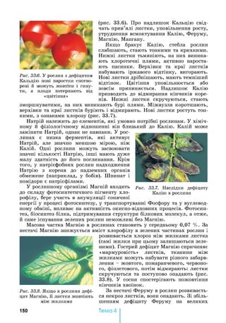 (рис. 33.6). Про надлишок Кальцію свід­
чать прив’ялі листки, уповільнення росту,
утруднення всмоктування Калію, Феруму,
Магнію, Мангану.
Якщо бракує Калію, стебла рослин
слабшають, стають тонкими та крихкими.
Нижні листки тьмяніють, на них виника­
ють хлоротичні плями, активно нароста­
ють пасинки. Верхівки та краї листків
набувають іржавого відтінку, вигорають.
Нові листки дрібнішають, мають темніший
відтінок. Цвітіння уповільнюється або
зовсім припиняється. Надлишок Калію
призводить до відмирання кінчиків коре­
нів. Нижні листки скручуються, стають
зморшкуватими, на них виникають бурі плями. Міжвузля коротшають,
верхівки та краї листків буріють і відмирають. Нові листки ростуть тон­
кими, з ознаками хлорозу (рис. 33.7).
Натрій належить до елементів, які умовно потрібні рослинам. У хіміч­
ному й фізіологічному відношенні він близький до Калію. Калій може
замінити Натрій, однак не навпаки. У рос­
линах є низка ферментів, які активує
Натрій, але значно меншою мірою, ніж
Калій. Одні рослини можуть засвоювати
значні кількості Натрію, інші мають дуже
малу здатність до його поглинання. Крім
того, у натрієфобних рослин надходження
Натрію з кореня до надземних органів
обмежене (наприклад, у бобів). Шпинат і
помідори є натрієфілами.
У рослинному організмі Магній входить
до складу фотосинтетичного пігменту хло­
рофілу, бере участь в акумуляції сонячної
енергії у процесі фотосинтезу, у транспортуванні Фосфору та у вуглевод­
ному обміні, впливає на активність окисно-відновних процесів. Фотосин­
тез, біосинтез білка, підтримування структури білкових молекул, а отже,
й саме існування зелених рослин неможливі без Магнію.
Масова частка Магнію в рослинах становить у середньому 0,07 %. За
нестачі Магнію знижується вміст хлорофілу в зелених частинах рослин і
розвивається хлороз між жилками листка
(самі жилки при цьому залишаються зеле­
ними). Гострий дефіцит Магнію спричиняє
«мармуровість» листків, тканини між
жилками можуть набувати різного забарв­
лення - жовтого, помаранчевого, червоно­
го, фіолетового, потім відмирають: листки
скручуються та поступово опадають (рис.
33.8). У сосни спостерігають пожовтіння
кінчиків хвоїнок.
За нестачі Феруму в рослин розвиваєть­
ся некроз листків, вони опадають. Зі збіль­
шенням дефіциту Феруму на великих
Рис. 33.8. Якщо в рослини дефі­
цит Магнію, її листки жовтіють
між жилками
Рис. 33.7. Наслідки дефіциту
Калію в рослини
Рис. 33.6. У рослин з дефіцитом
Кальцію нові паростки спотво­
рені й можуть жовтіти і гину­
ти, а плоди потерпають від
«цвітіння»
150 Тема 4
 