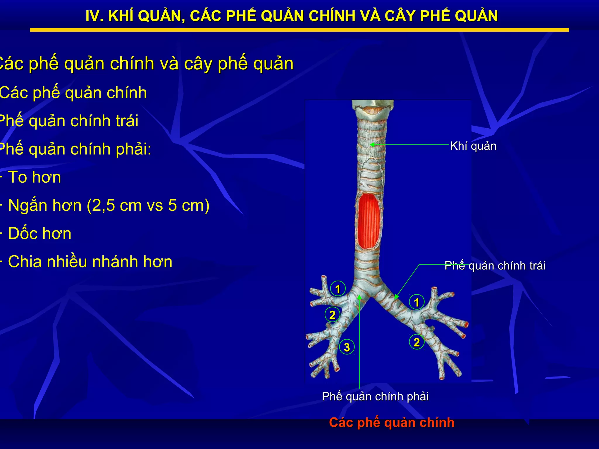 Bài tập Vẽ cây phế quản và giải quyết các vấn đề sức khỏe