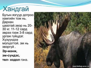 ХандгайБугын язгуур дотроо хамгийн том нь. Дархан цаазтай.эвэр нь 20-30 кг. 11-12 сард эврээ гээж 3-8 сард ургаж гүйцдэг. Хүзүүндээ молцогтой. эм нь эвэргүй .Эр-манж, эм-сүндэс, төл- ходол гэнэ.