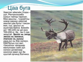 Цаа буга  Хөвсгөл аймгийн Улаан –уул, Ренчинлхүмбэ сумын тайгад тархсан. Мах-арьсны , туурайтны ховор дархан цаазтай амьтан.цаа бугыг тэжээн мах, сүү, арьсыг нь ашиглаж байна. Биеийн урт 180-220 см урт.жин 100-200 кг. Эр , эм 2 лаа эвэртэй. Эрийг нь этэр, эмийг нь манжиг, төлийг нь хугаш гэнэ.зүс нь бор халиун. Цаа бугын сүү амт, тэжээллэг чанараар малынхаас сайн.зун ногоон ургамлаар хооллон өвөл хус ба хуштай орчинд бэлчинэ. 