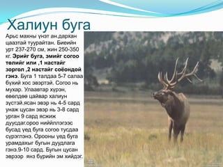 Халиун буга   Арьс махны үнэт ан.дархан цаазтай туурайтан. Биеийн урт 237-270 см, жин 250-350 кг. Эрийг буга, эмийг согоо төлийг или ,1 настайг зоргол ,2 настайг соёондой гэнэ. Буга 1 талдаа 5-7 салаа бүхий хос эвэртэй. Согоо нь мухар. Улаавтар хүрэн, өвөлдөө цайвар халиун зүстэй.ясан эвэр нь 4-5 сард унаж цусан эвэр нь 3-8 сард урган 9 сард ясжиж дуусдаг.ороо ниййллэгээс бусад үед буга согоо тусдаа сүрэглэнэ. Орооны үед буга урамдахыг бугын дуудлага гэнэ.9-10 сард. Бугын цусан эврээр  янз бүрийн эм хийдэг. 