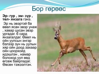 Бор гөрөөс   Эр- гур , эм- зүр , төл- янзага гэнэ. Эр нь эвэртэй ба өвөл ясан эвэр унаж , хавар цусан эвэр ургадаг. 6 сард янзагалдаг. Өвөл нь ойн уулсын энгэр бэлээр зун нь уулын хяр ойн доод захаар ойн цоорхойд идэшлэн , намар болоход уул өөд өгсөж байрладаг. Өвсөн тэжээлтэн. 