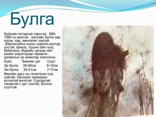  Булга  Хүйсийн ялгаатай төрхтэй.  880-1880 гр жинтэй . хэнтийн булга хар хүрэн, хар, мөнгөлөг сортой ,Хөвсгөлийнх хүрэн шаргал,халтар зүстэй. Шинэс, хушин ойн гүнд байрлана. Өдрийн цагаар ойн жижиг мэрэгчдээр гөрөөлж , ургамлын үр жимсээр хооллоно.  Хүйс           Биеийн урт       Сүүл Эр булга     38-56см           9-12смЭм булга     35-51см           7-11смӨвлийн арьс нь гялалзсан сор сайтай. Орчноос хамааран ялгаатай өнгөтэй. Суусартай төсөөтэй ч урт чихтэй, богино сүүлтэй. 