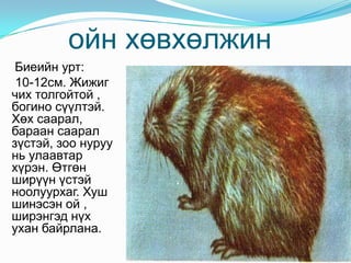 ойн хөвхөлжин Биеийн урт: 10-12см. Жижиг чих толгойтой , богино сүүлтэй. Хөх саарал, бараан саарал зүстэй, зоо нуруу нь улаавтар хүрэн. Өтгөн ширүүн үстэй ноолуурхаг. Хуш шинэсэн ой , ширэнгэд нүх ухан байрлана. 