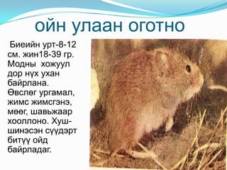 ойн улаан оготно Биеийн урт-8-12 см. жин18-39 гр. Модны  хожуул дор нүх ухан байрлана. Өвслөг ургамал, жимс жимсгэнэ, мөөг, шавьжаар хооллоно. Хуш- шинэсэн сүүдэрт битүү ойд байрладаг. 