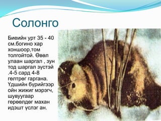 СолонгоБиеийн урт 35 - 40 см.богино хар хоншоор,том толгойтой. Өвөл улаан шаргал , зун тод шаргал зүстэй .4-5 сард 4-8 гөлтрөг гаргана. Үдшийн бүрийгээр ойн жижиг мэрэгч, шувуугаар гөрөөлдөг махан идэшт үслэг ан. 