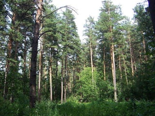 Газарзүйн байрлал:Манай орны хойд хэсэг Хөссгөл Хэнтийн уулсын ой тайга хангайн нурууны хойд хэсэг , Монгол Алтайн нурууны зүүн хэсгийн уул нуруудын ойд тархсан.