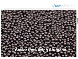 Caviar from living Sturgeon
 