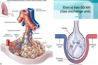 Đơn vị trao đổi khí
(Gas exchange unit)
 