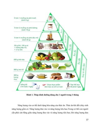 17
Hình 1. Tháp dinh dưỡng dùng cho 1 người trong 1 tháng
Năng lượng vào cơ thể dưới dạng hóa năng của thức ăn. Thức ăn kh...