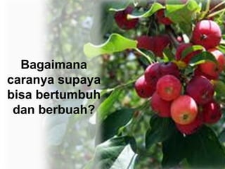 Bagaimana caranya supaya bisa bertumbuh dan berbuah?