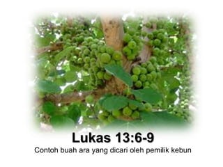 Lukas 13:6-9Contoh buah ara yang dicari oleh pemilik kebun