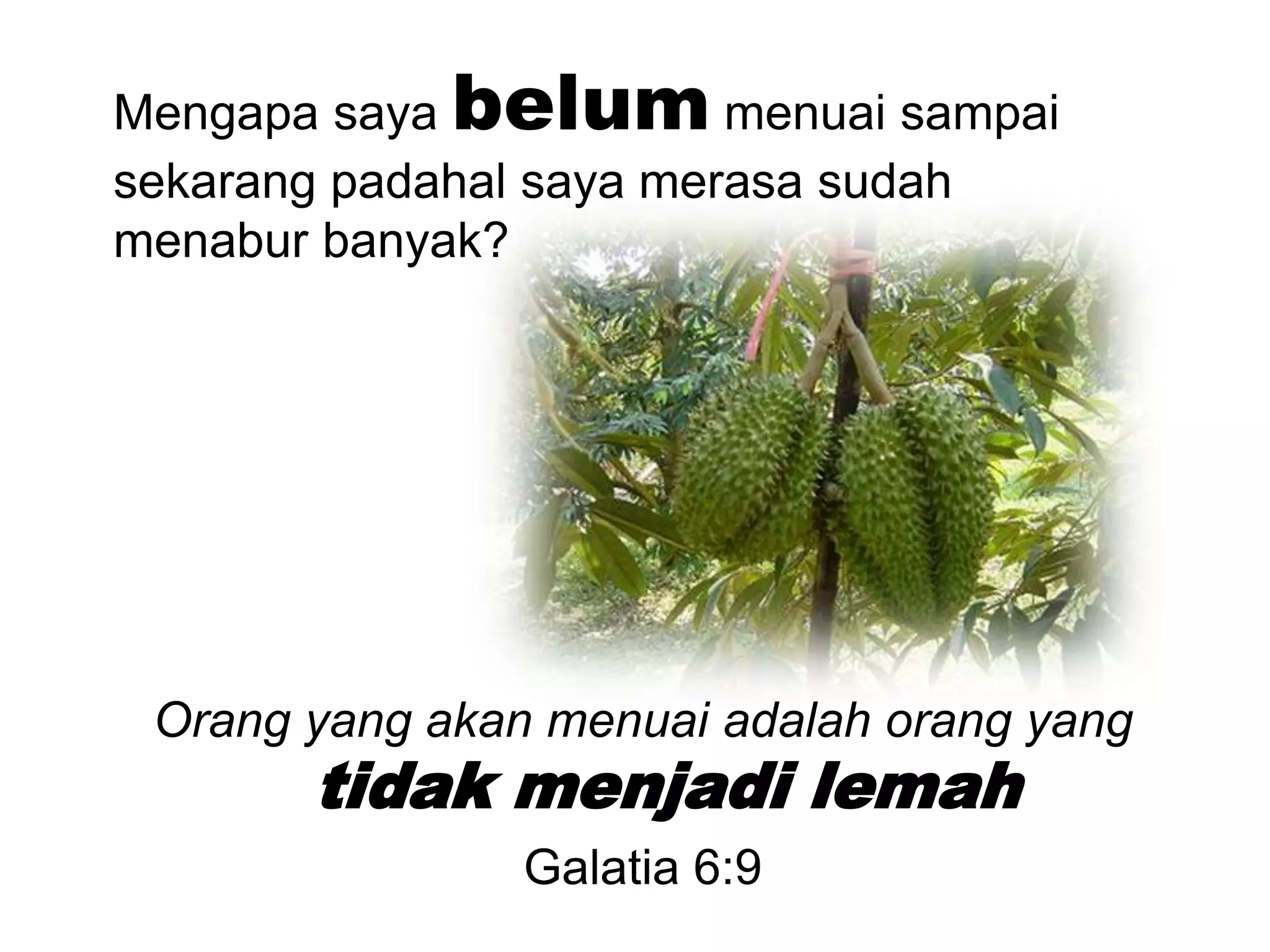 Mengapasayabelummenuaisampaisekarangpadahalsayamerasasudahmenaburbanyak?Orang yang akanmenuaiadalahorang yang tidakmenjadilemahGalatia 6:9 