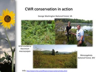 CWR conservation in action
George Washington National Forest, VA

Wild cranberry
Vaccinium
macrocarpon

photo- Kasia Stepien

Monongahela
National Forest, WV

Info: http://www.fs.fed.us/wildflowers/news/cranberry/index.shtml

 