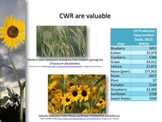photo- Kasia Stepien

CWR are valuable

Western corn rootworm resistance from Eastern gamagrass
(Tripsacum dactyloides).
Prischmann et al. (2008) http://naldc.nal.usda.gov/download/29879/PDF. (Image by Henry Domke)

US Production
Value (million
$USD, 2012)
Crop
(NASS)
$851
Blueberry
$5,970
Cotton
$386
Cranberry
$4,911
Grape
$1,872
Lettuce
$77,352
Maize (grain)
$477
Pecan
$7
Plum
$149
Pumpkin
$2,406
Strawberry
$728
Sunflower
$500
Sweet Potato

Salinity tolerance from Pecos sunflower (Helianthus paradoxus).
Miller and Seiler (2003) https://www.crops.org/publications/cs/articles/43/6/2313. (Image by J.N. Stewart)

 
