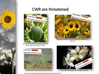 CWR are threatened

Wild Pecos sunflower Helianthus paradoxus (Image by J.N.
Stewart)

photo- Kasia Stepien

Wild squash Cucurbita okeechobeensis subsp.
okeechobeensis (Image by USFWS)

Texas wild rice Zizania texana (Image by USFWS)

Scrub plum Prunus geniculata (Image by USFWS)

Source: http://www.fws.gov/endangered/species/us-species.html

 