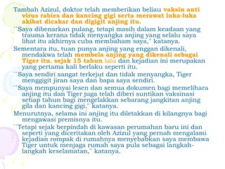Tambah Azizul, doktor telah memberikan beliau vaksin anti
virus rabies dan kancing gigi serta merawat luka-luka
akibat dicakar dan digigit anjing itu.
``Saya dibenarkan pulang, tetapi masih dalam keadaan yang
trauma kerana tidak menyangka anjing yang selalu saya
lihat itu akhirnya cuba membaham saya,'' katanya.
Sementara itu, tuan punya anjing yang enggan dikenali,
mendakwa telah membela anjing yang dikenali sebagai
Tiger itu, sejak 15 tahun lalu dan kejadian ini merupakan
yang pertama kali berlaku seperti itu.
``Saya sendiri sangat terkejut dan tidak menyangka, Tiger
menggigit jiran saya dan bapa saya sendiri.
``Saya mempunyai lesen dan semua dokumen bagi memelihara
anjing itu dan Tiger juga telah diberi suntikan vaksinasi
setiap tahun bagi mengelakkan sebarang jangkitan anjing
gila dan kancing gigi,'' katanya.
Menurutnya, selama ini anjing itu diletakkan di kilangnya bagi
mengawasi premisnya itu.
``Tetapi sejak berpindah di kawasan perumahan baru ini dan
seperti yang diceritakan oleh Azizul yang pernah mengalami
kejadian rompak di rumahnya menyebabkan saya membawa
Tiger untuk menjaga rumah saya pula sebagai langkah-
langkah keselamatan,'' katanya.
 