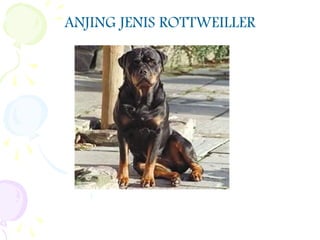 ANJING JENIS ROTTWEILLER
 