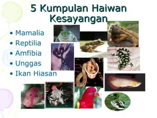 5 Kumpulan Haiwan5 Kumpulan Haiwan
KesayanganKesayangan
• Mamalia
• Reptilia
• Amfibia
• Unggas
• Ikan Hiasan
 