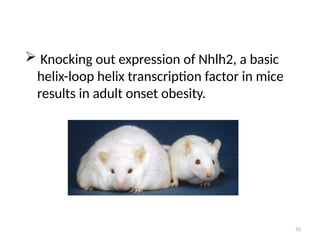31
 Knocking out expression of Nhlh2, a basic
helix-loop helix transcription factor in mice
results in adult onset obesity.
 