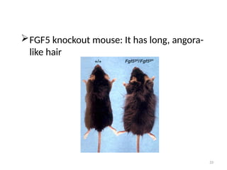 33
FGF5 knockout mouse: It has long, angora-
like hair
 