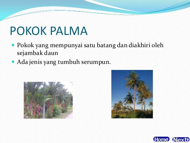 Kh t4 tanaman hiasan