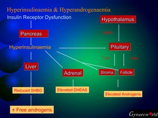 Elevated AndrogensElevated Androgens
PancreasPancreasPancreasPancreas
Insulin Receptor Dysfunction
Hyperinsulinaemia
LiverLiverLiverLiver
LHRH
HypothalamusHypothalamusHypothalamusHypothalamus
PituitaryPituitaryPituitaryPituitary
AdrenalAdrenalAdrenalAdrenal StromaStromaStromaStroma FollicleFollicleFollicleFollicle
↑ LH FSH
Elevated DHEASElevated DHEASReduced SHBGReduced SHBG
 Free androgens Free androgens
Hyperinsulinaemia & Hyperandrogenaemia
 