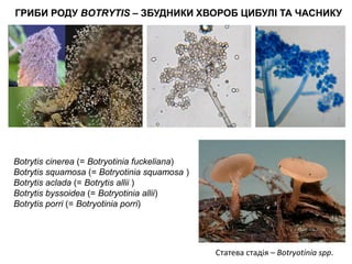 5_Загальна та сільськогосподарська фітопатологія. Хвороби цибулі | PDF