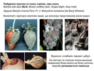 5_Загальна та сільськогосподарська фітопатологія. Хвороби цибулі | PDF
