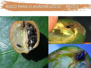 RISCO PARA O AGRONEGÓCIO - BROCA
 