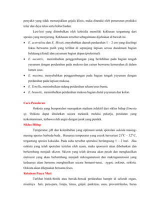 penyakit yang tidak menunjukkan gejala klinis, maka ditandai oleh penurunan produksi
telur dan daya tetas serta bobot badan.
Lesi-lesi yang ditimbulkan oleh koksidia memiliki kekhasan tergantung dari
spesies yang menyerang. Kekhasan tersebut sebagaimana dijelaskan di bawah ini.
• E. acervulina dan E. Mivati, meyebabkan daerah perdarahan 1 – 2 cm yang diselingi
fokus berwarna putih yang terlihat di sepanjang lapisan serosa duodenum bagian
belakang (distal) dan yeyunum bagian depan (proksimal).
• E. necatrix, menimbulkan penggembungan yang berlebihan pada bagian tengah
yeyunum dengan perdarahan pada mukosa dan cairan berwarna kemerahan di dalam
lumen usus.
• E. maxima, menyebabkan penggembungan pada bagian tengah yeyunum dengan
perdarahan pada lapisan mukosa.
• E. Tenella, menimbulkan radang perdarahan sekum/usus buntu.
• E. brunetti, menimbulkan perdarahan mukosa bagian distal yeyunum dan kolon.
Cara Penularan
Ookista yang bersporulasi merupakan stadium infektif dari siklus hidup Eimeria
sp. Ookista dapat ditularkan secara mekanik melalui pekerja, peralatan yang
terkontaminasi, terbawa oleh angin dengan jarak yang pendek.
Siklus Hidup
Temperatur, pH dan kelembaban yang optimum untuk sporulasi ookista masing-
masing spesies berbeda-beda . Biasanya temperatur yang cocok bervariasi 21o
C – 32o
C,
tergantung spesies koksidia. Pada suhu tersebut sporulasi berlangsung 1 – 2 hari. Jika
ookista yang telah sporulasi tertelan oleh ayam, maka sporozoit akan dibebaskan dan
berkembang menjadi skizon. Skizon yang telah dewasa akan pecah dan menghasilkan
merozoit yang akan berkembang menjadi mikrogametosit dan makrogametosist yang
keduanya akan bertemu menghasilkan secara berturut-turut, zygot, ookinet, ookista.
Ookista akan dilepaskan bersama feses.
Kelainan Pasca Mati
Terlihat bintik-bintik atau bercak-bercak perdarahan hampir di seluruh organ,
misalnya hati, paru-paru, limpa, timus, ginjal, pankreas, usus, proventrikulus, bursa
 